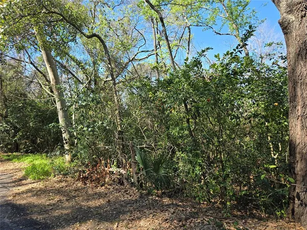 a picture of tree