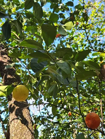 a view of a tree