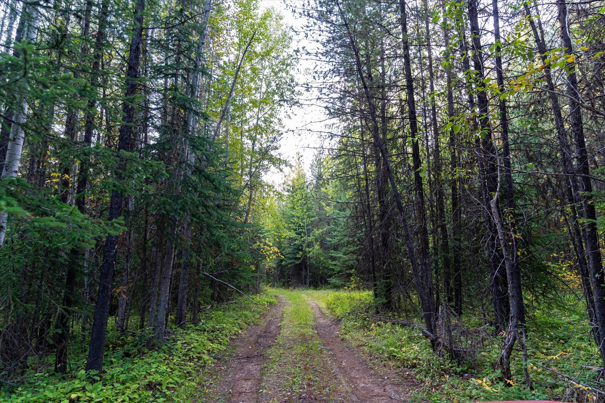 775 Trl Crk Road Polebridge, MT 59928 - Photo 1 of 1 Gallery Image 1