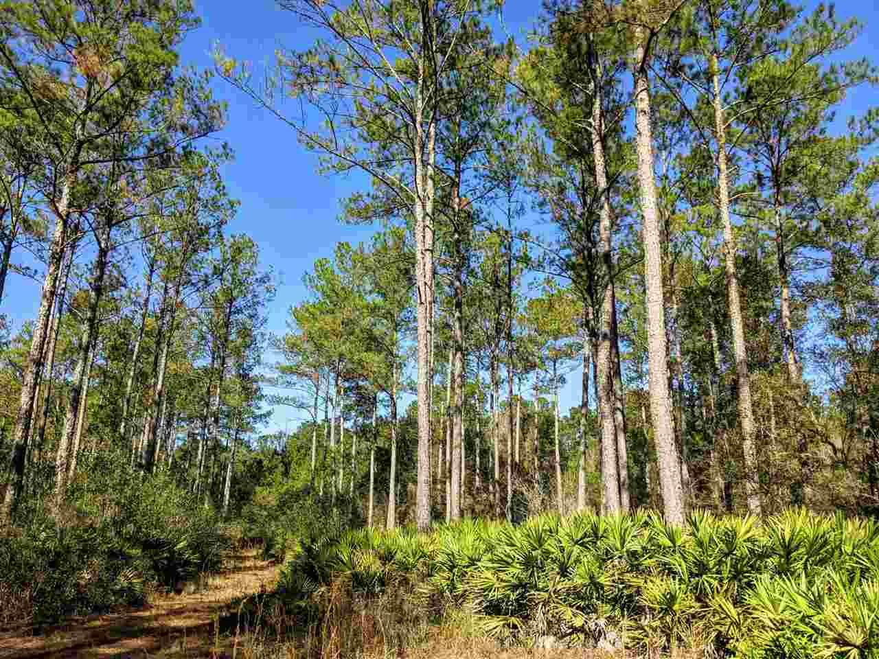1251 Natural Bridge Road Monticello, FL 32344 - Photo 1 of 35 Gallery Image 1