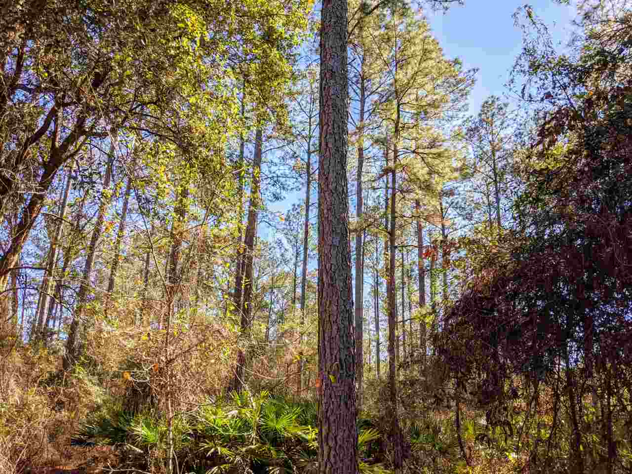 1251 Natural Bridge Road Monticello, FL 32344 - Photo 3 of 35 Gallery Image 3