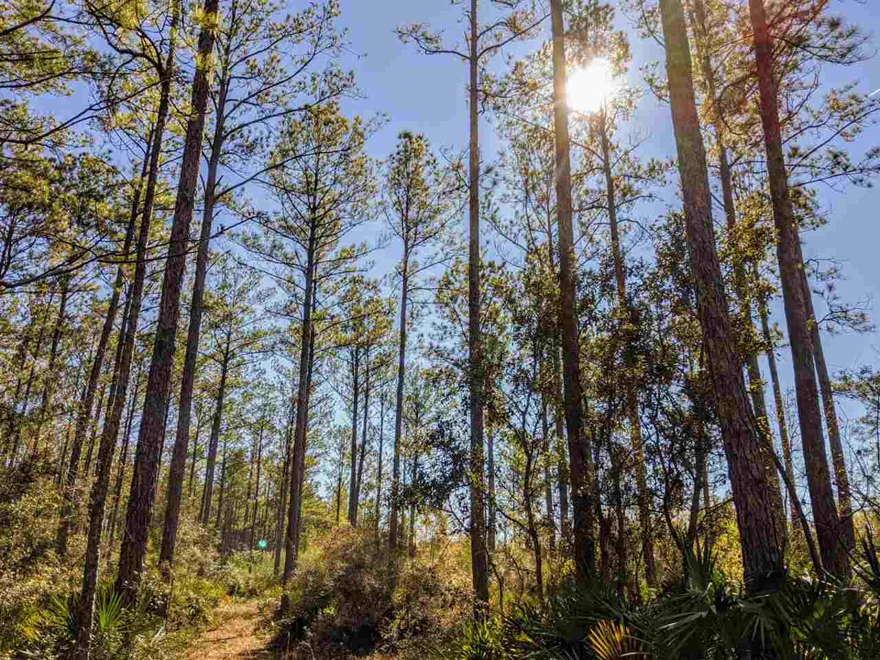 1251 Natural Bridge Road Monticello, FL 32344 - Photo 7 of 35 Gallery Image 7