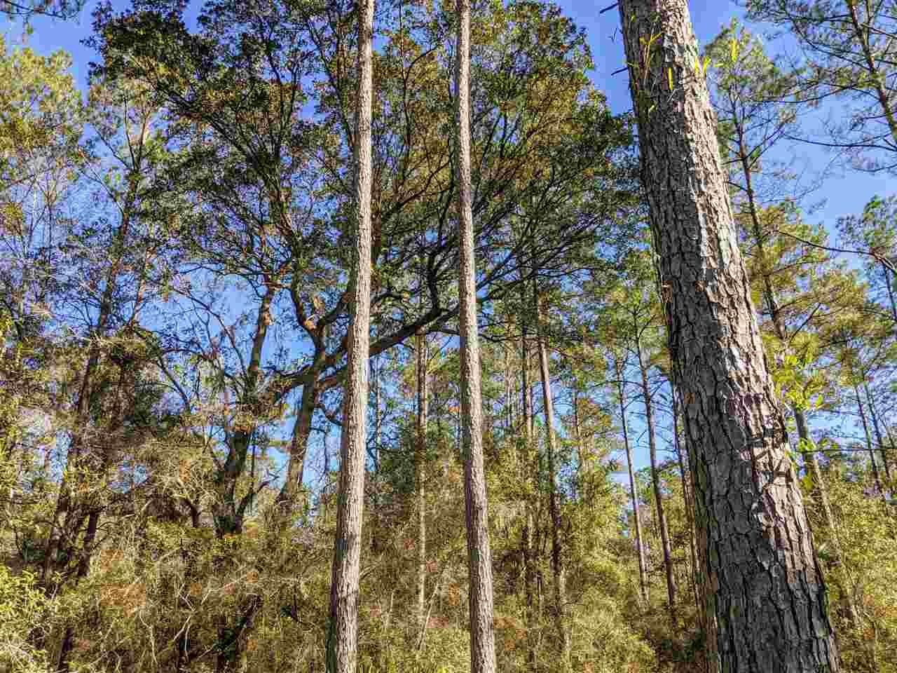 1251 Natural Bridge Road Monticello, FL 32344 - Photo 8 of 35 Gallery Image 8