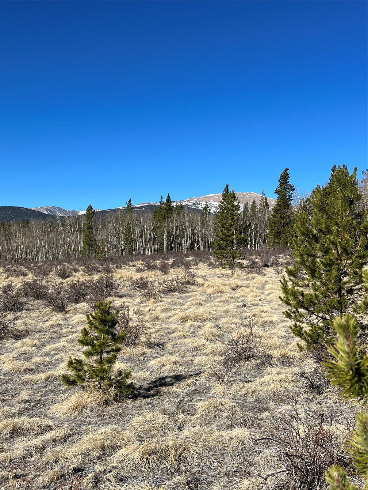 247 Thick Spike Road Fairplay, CO 80440 - Photo 4 of 13 a view of a yard