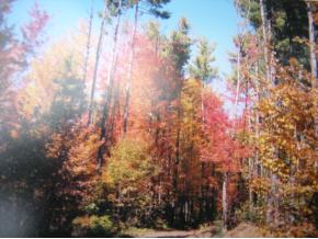 Champion Hill Road Effingham, NH 03882 - Photo 2 of 11 Gallery Image 2