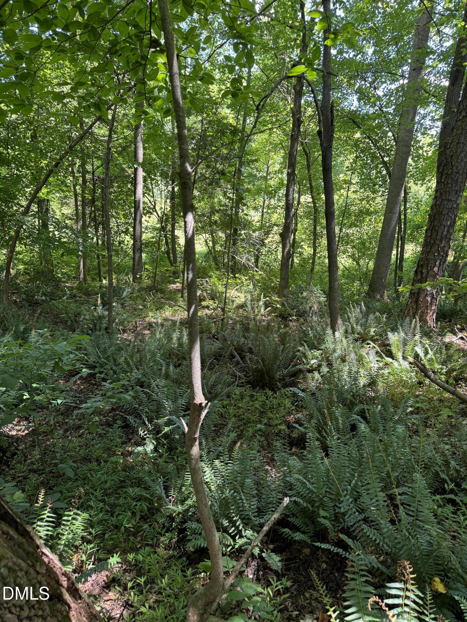 1820 Efland - Cedar Grove Road Efland, NC 27243 - Photo 4 of 5 a view of a forest with lots of trees