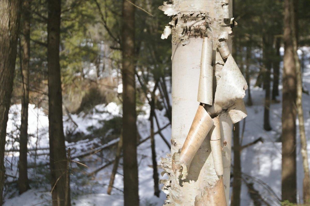 3 Hummingbird Lane Waitsfield, VT 05673 - Photo 21 of 23