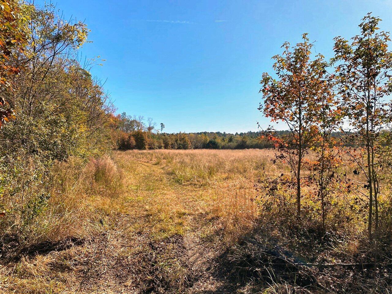 5 State Road Holly Hill, SC 29059 - Photo 8 of 25 View along back property line!