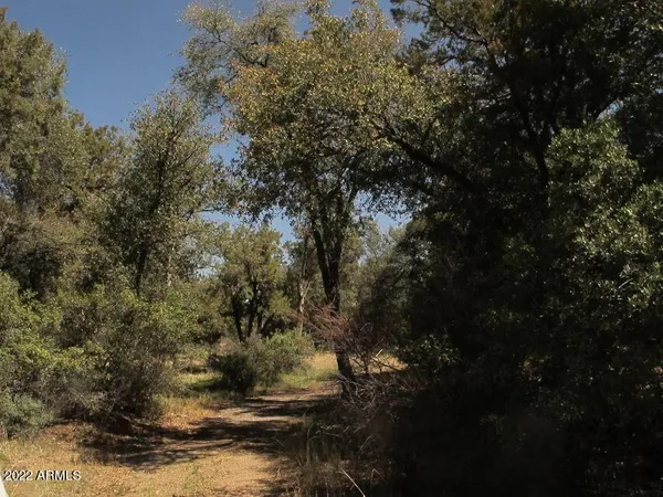 a view of a tree in a yard