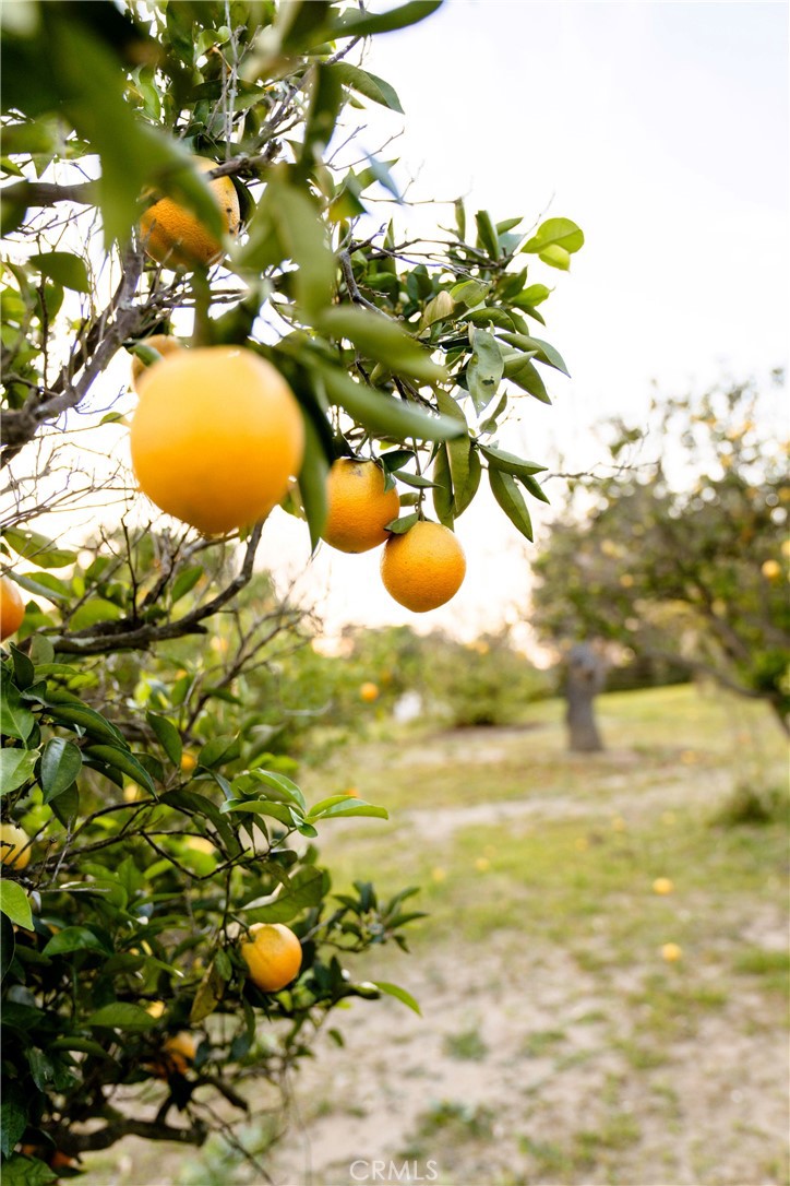 804 El Paisano Drive Fallbrook, CA 92028 - Photo 57 of 61