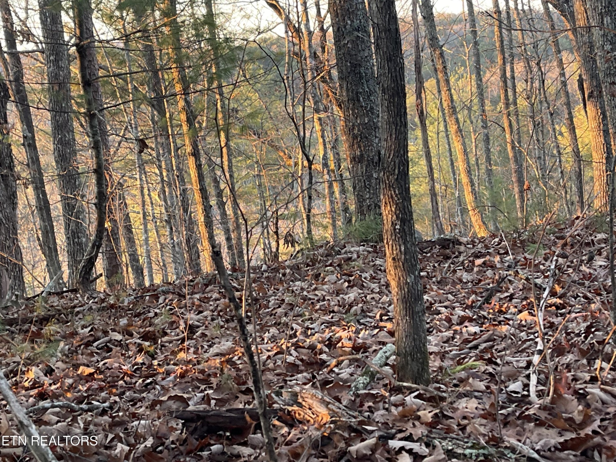 0 Gold Miners Road Tellico Plains, TN 37385 - Photo 2 of 5