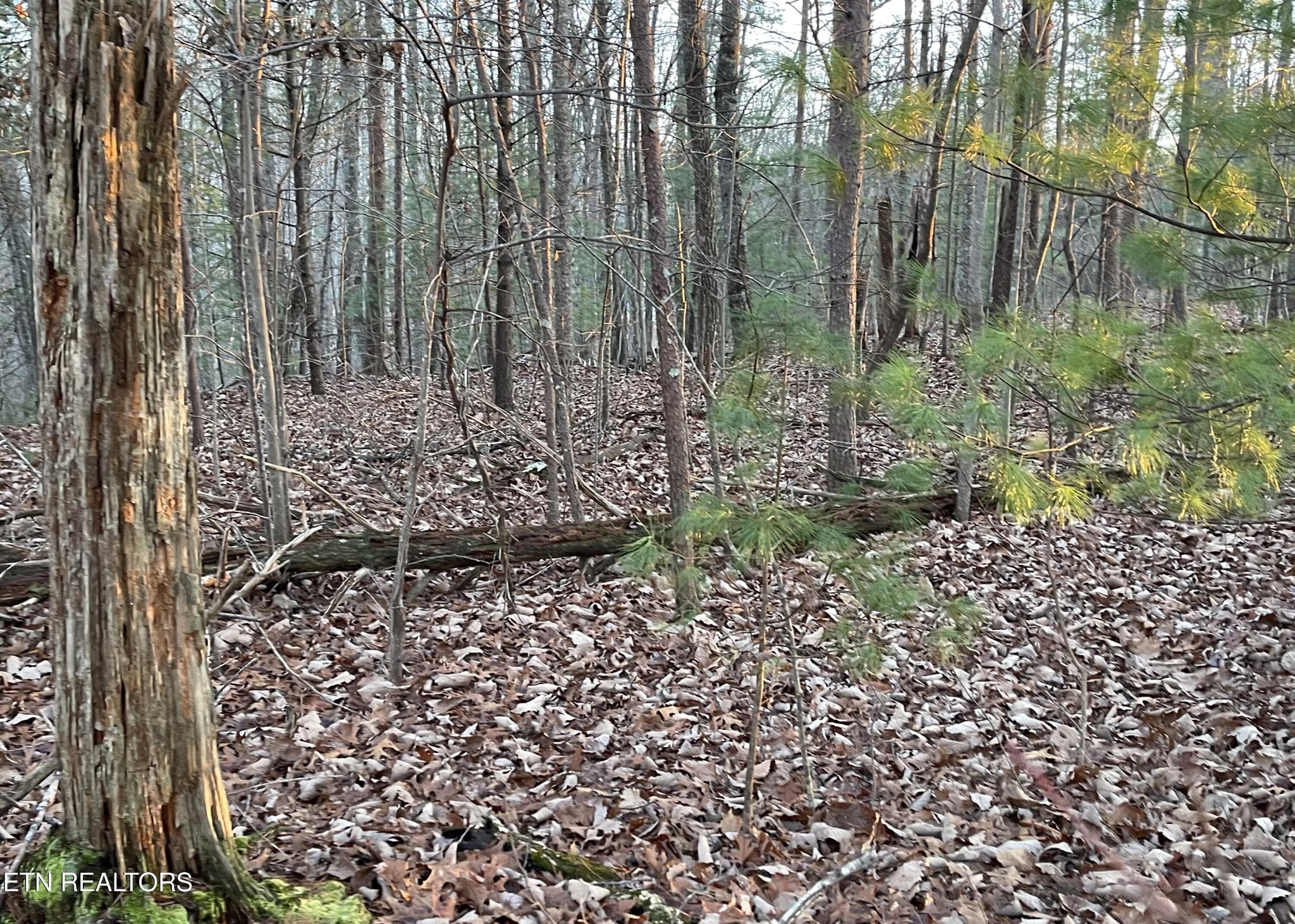 0 Gold Miners Road Tellico Plains, TN 37385 - Photo 5 of 5