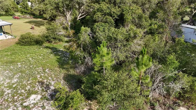 a view of a forest with a tree
