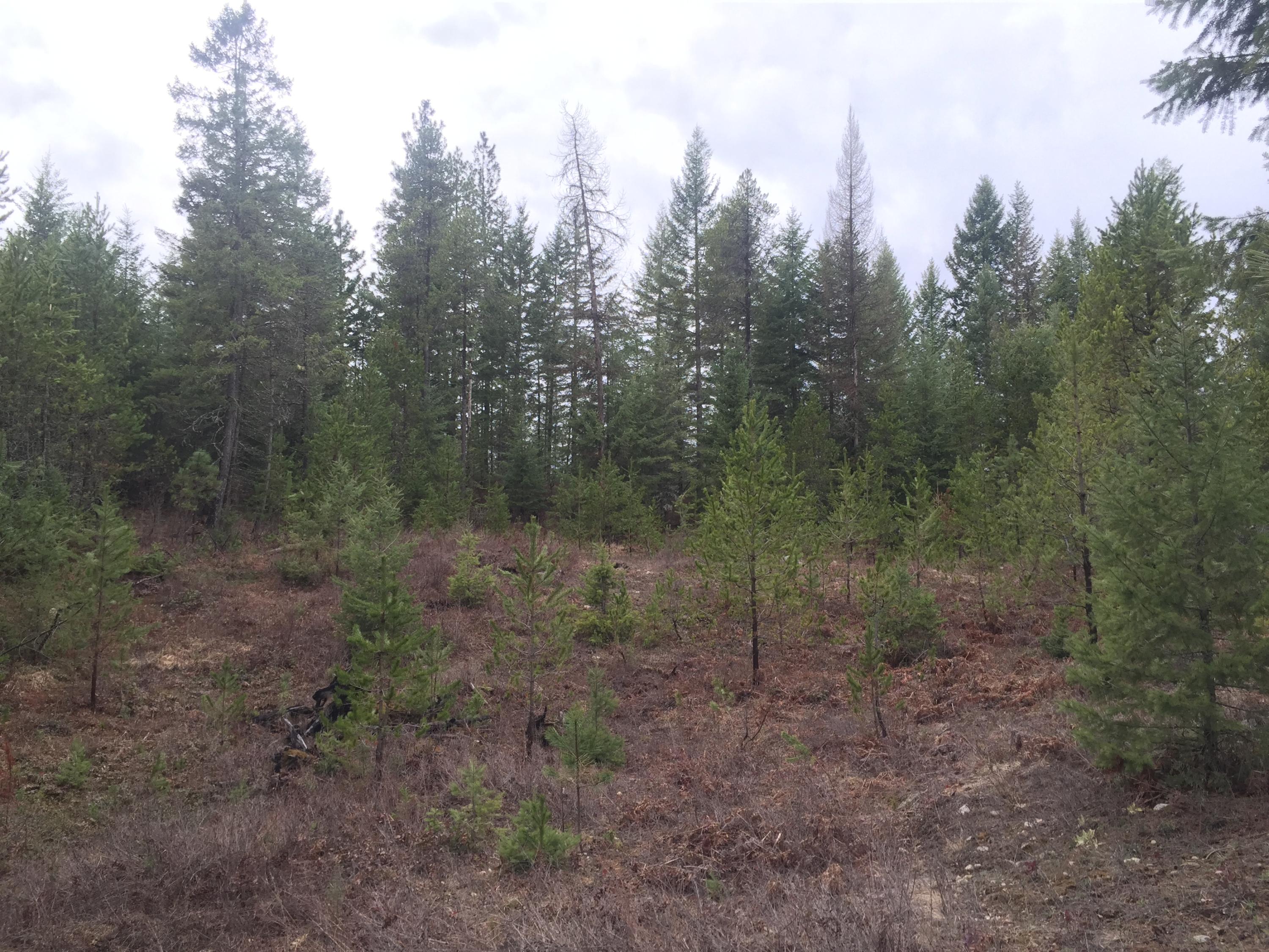 30869 North Nathan Road Athol, ID 83801 - Photo 1 of 1 IMG_0397.JPG