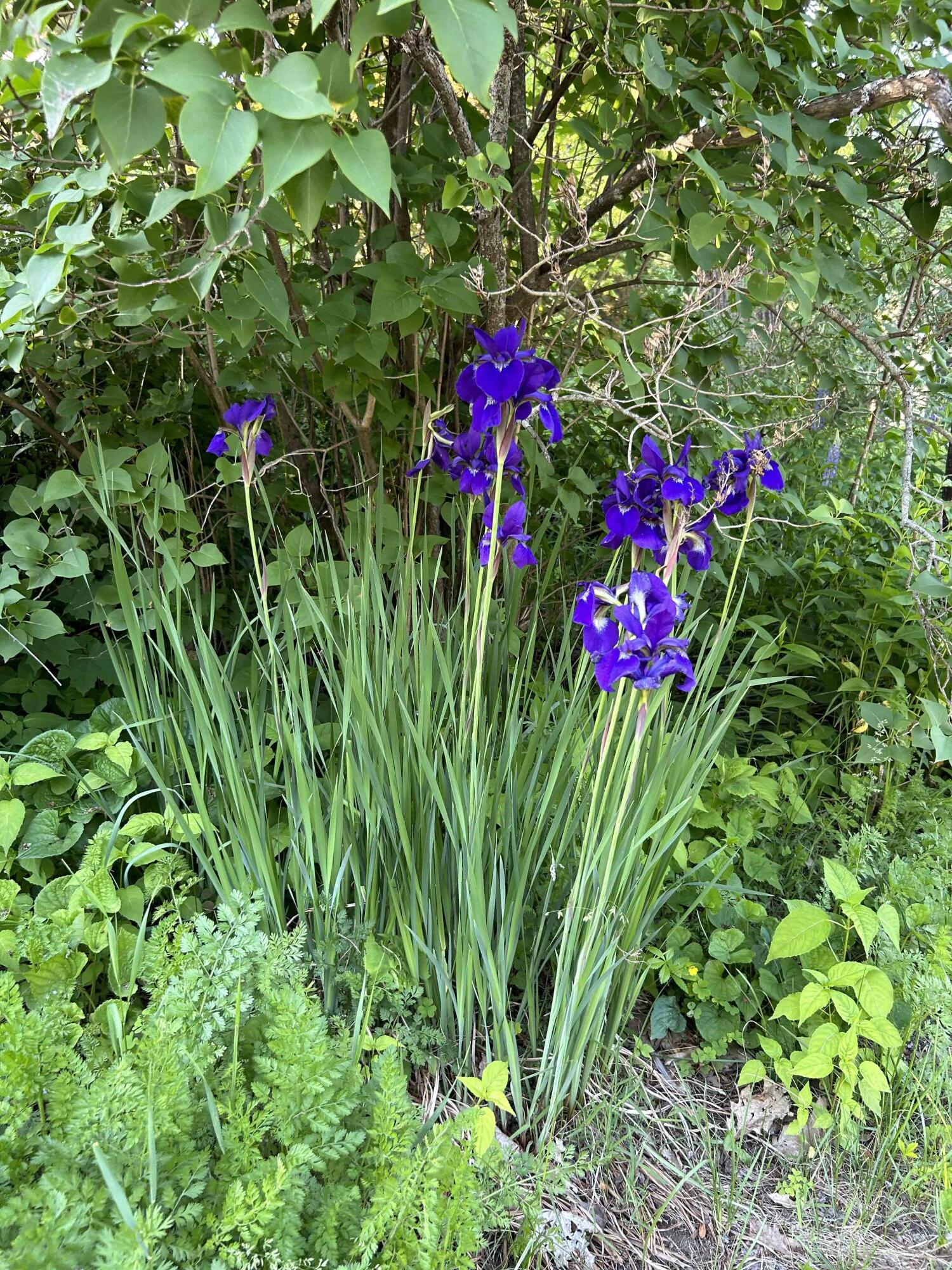 3 Franklin Street Waterville, ME 04901 - Photo 45 of 57 044_Flowers