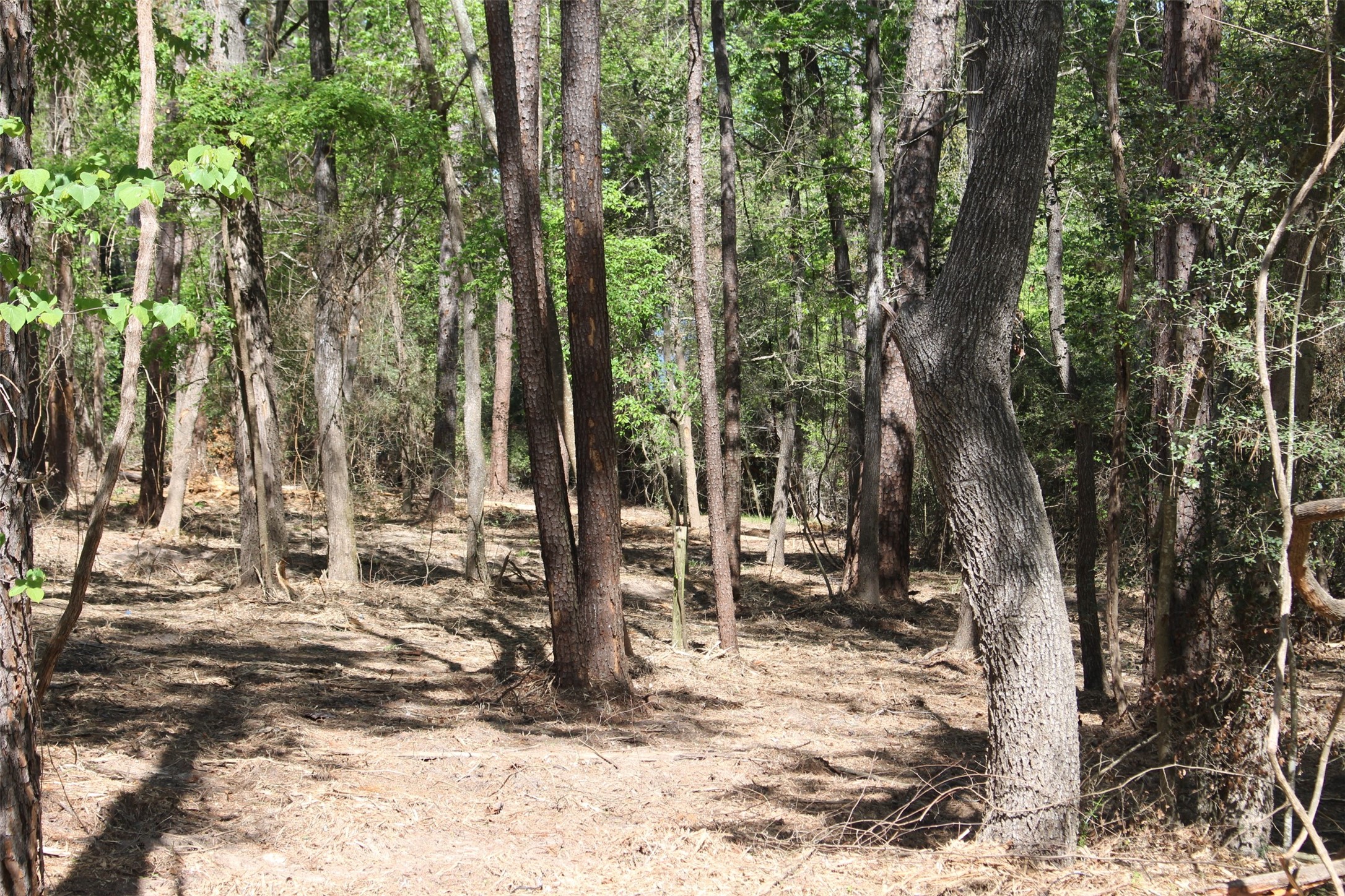 145 Crossed Arrow Road Grapeland, TX 75844 - Photo 11 of 19 Oaks