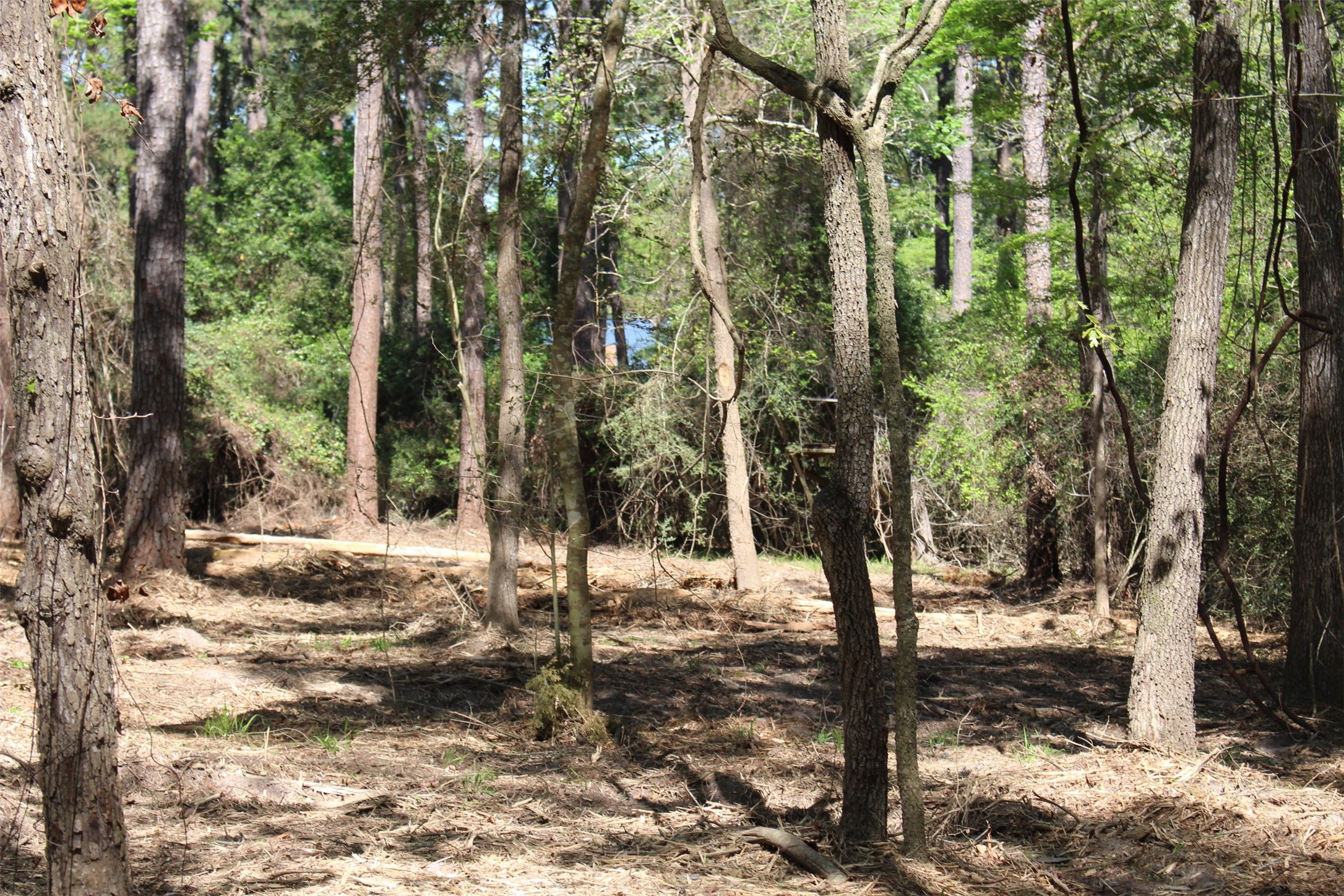 145 Crossed Arrow Road Grapeland, TX 75844 - Photo 15 of 19 Lot is sloped looking to the Lake.