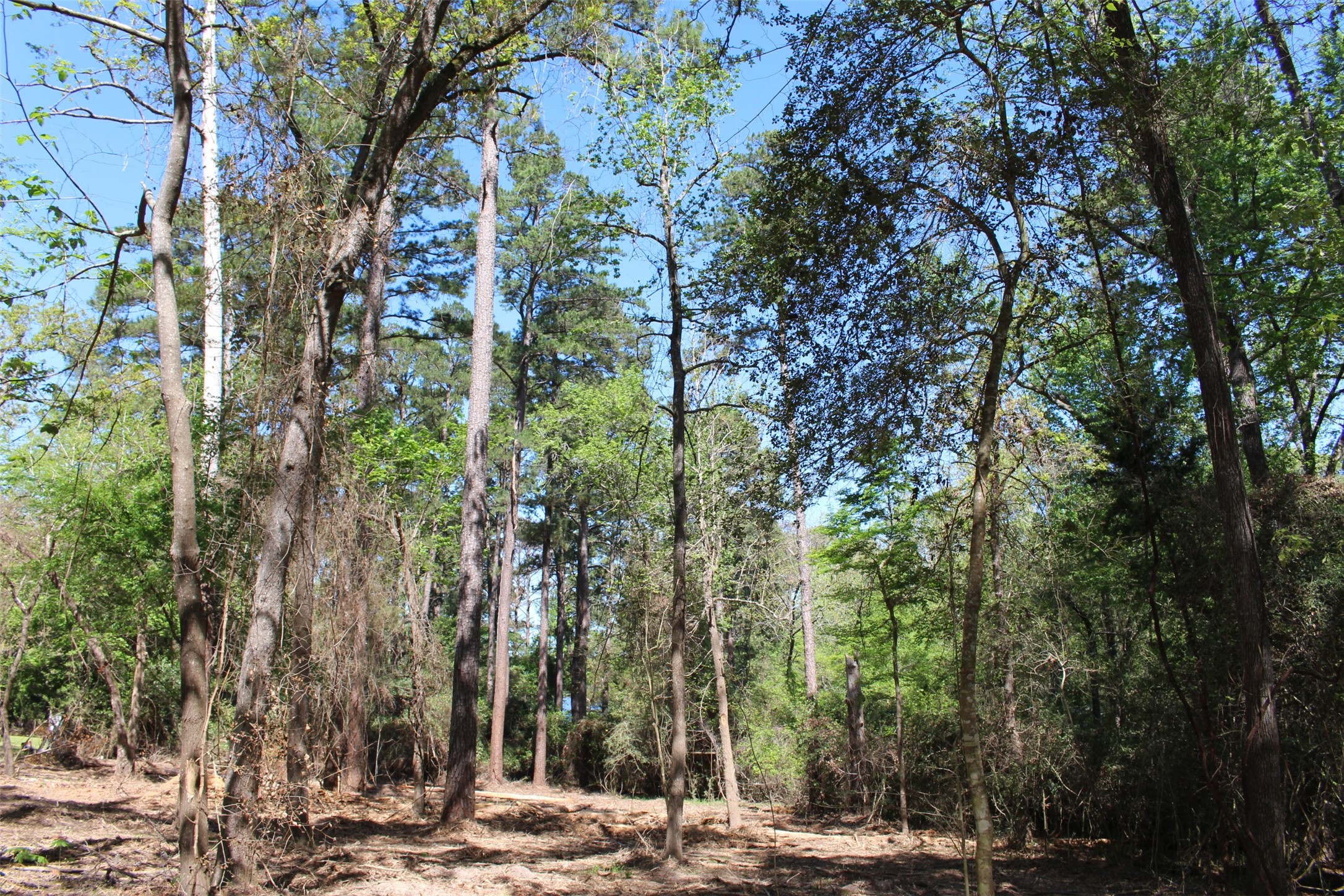 145 Crossed Arrow Road Grapeland, TX 75844 - Photo 4 of 19 Looking toward the Lake