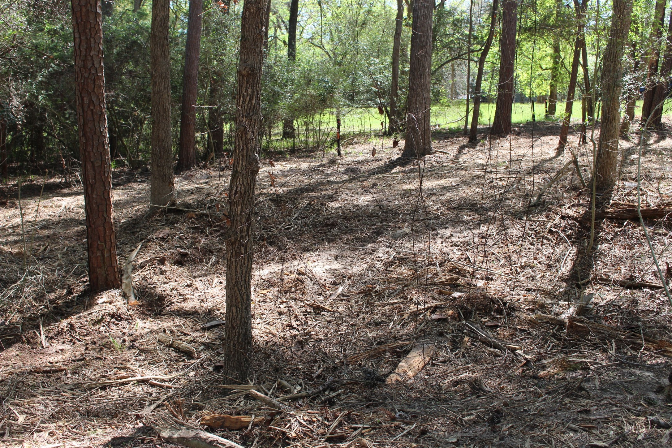 145 Crossed Arrow Road Grapeland, TX 75844 - Photo 6 of 19 Looking to the side of the lot.