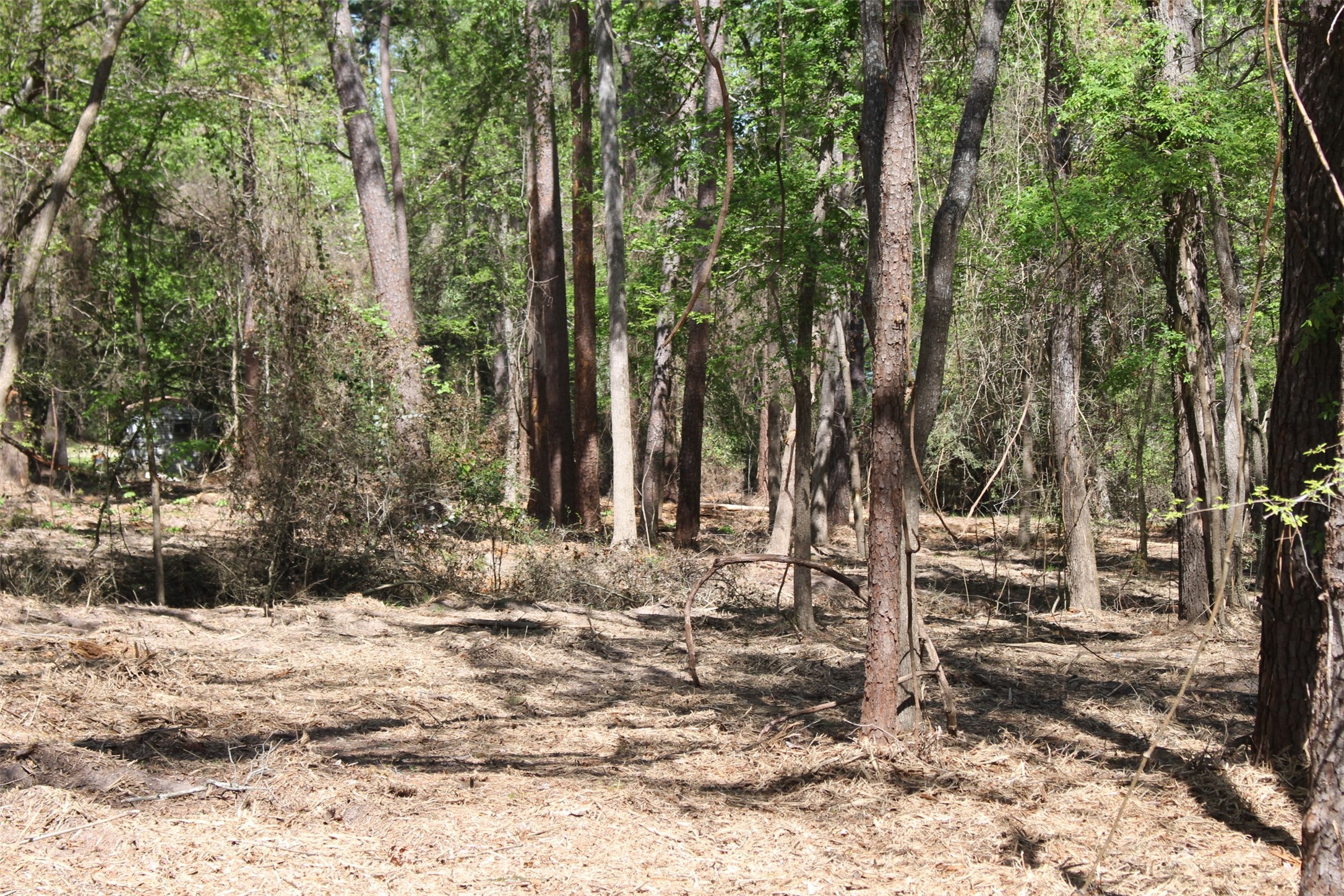 145 Crossed Arrow Road Grapeland, TX 75844 - Photo 8 of 19 Looking to the side of the lot