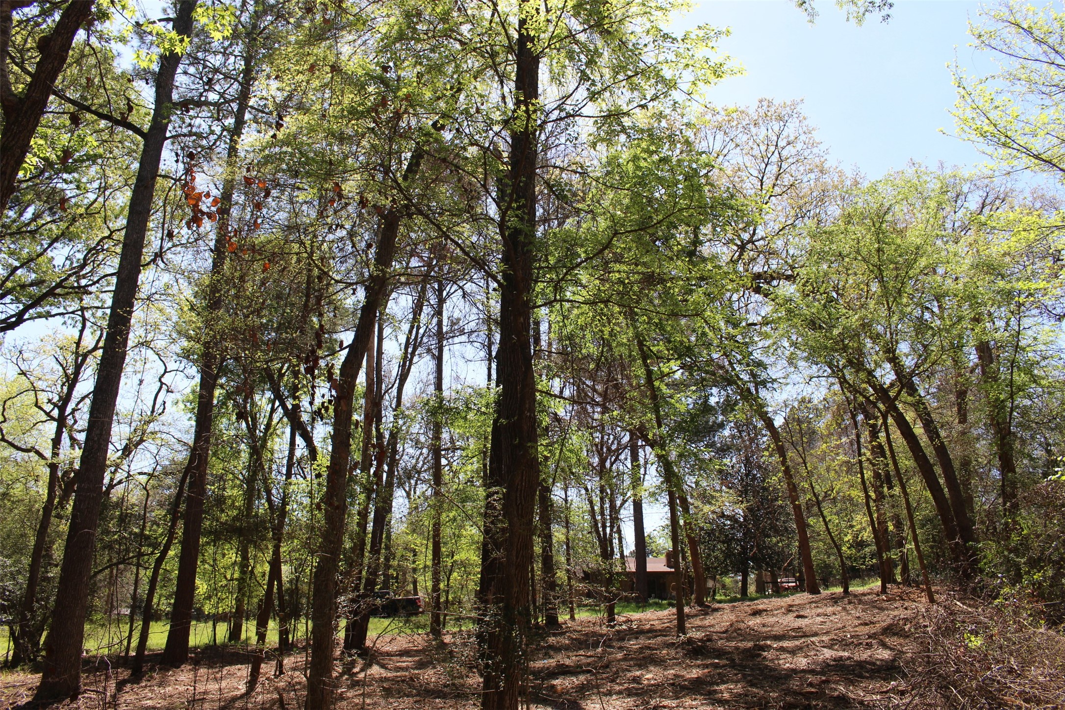 145 Crossed Arrow Road Grapeland, TX 75844 - Photo 9 of 19 View looking toward the front of the lot.