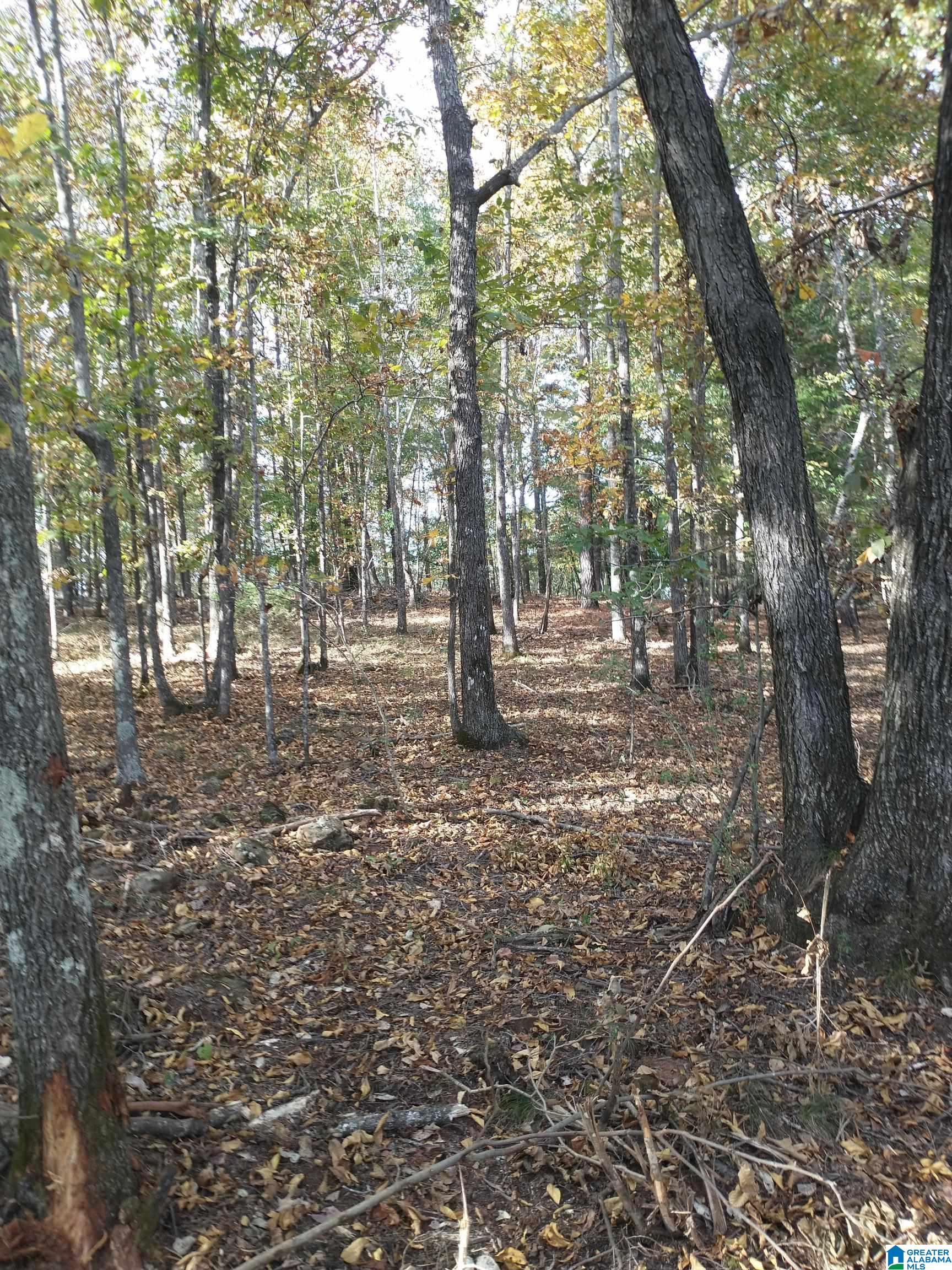 1 Ragans Lane, Unit 51 Talladega, AL 35160 - Photo 6 of 11