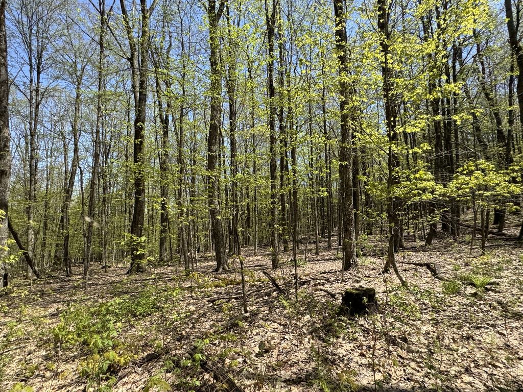 Barnum Road Cooperstown, NY 13326 - Photo 10 of 18