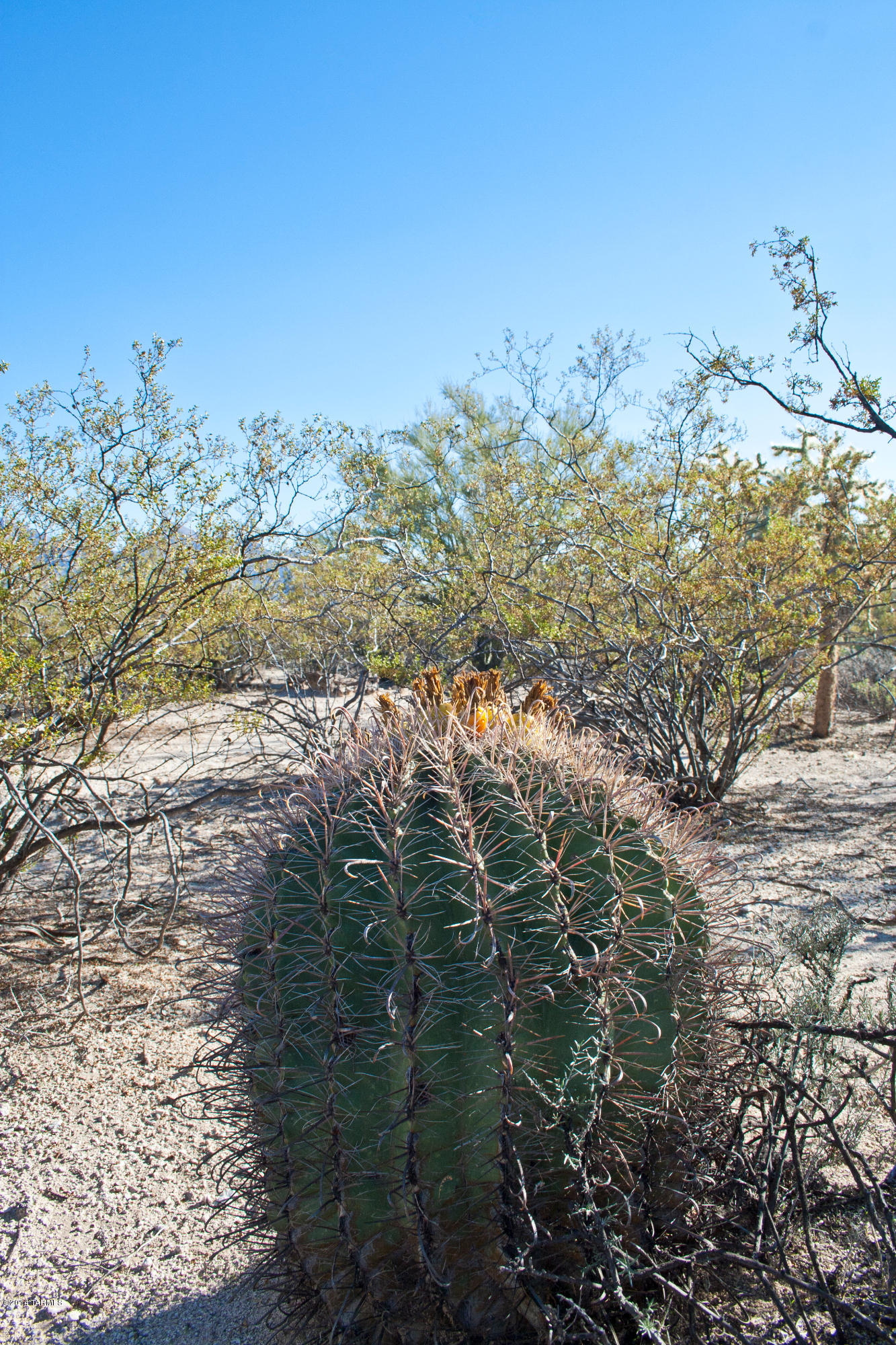 1697 West Moore Road Tucson, AZ 85755 - Photo 11 of 14 Gallery Image 11