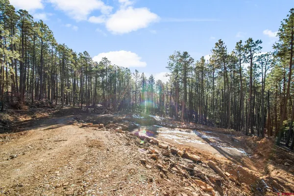 a view of a yard with trees in the background