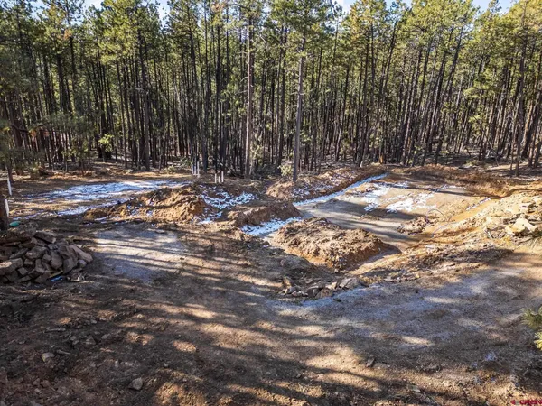 a view of a yard with plants and large trees