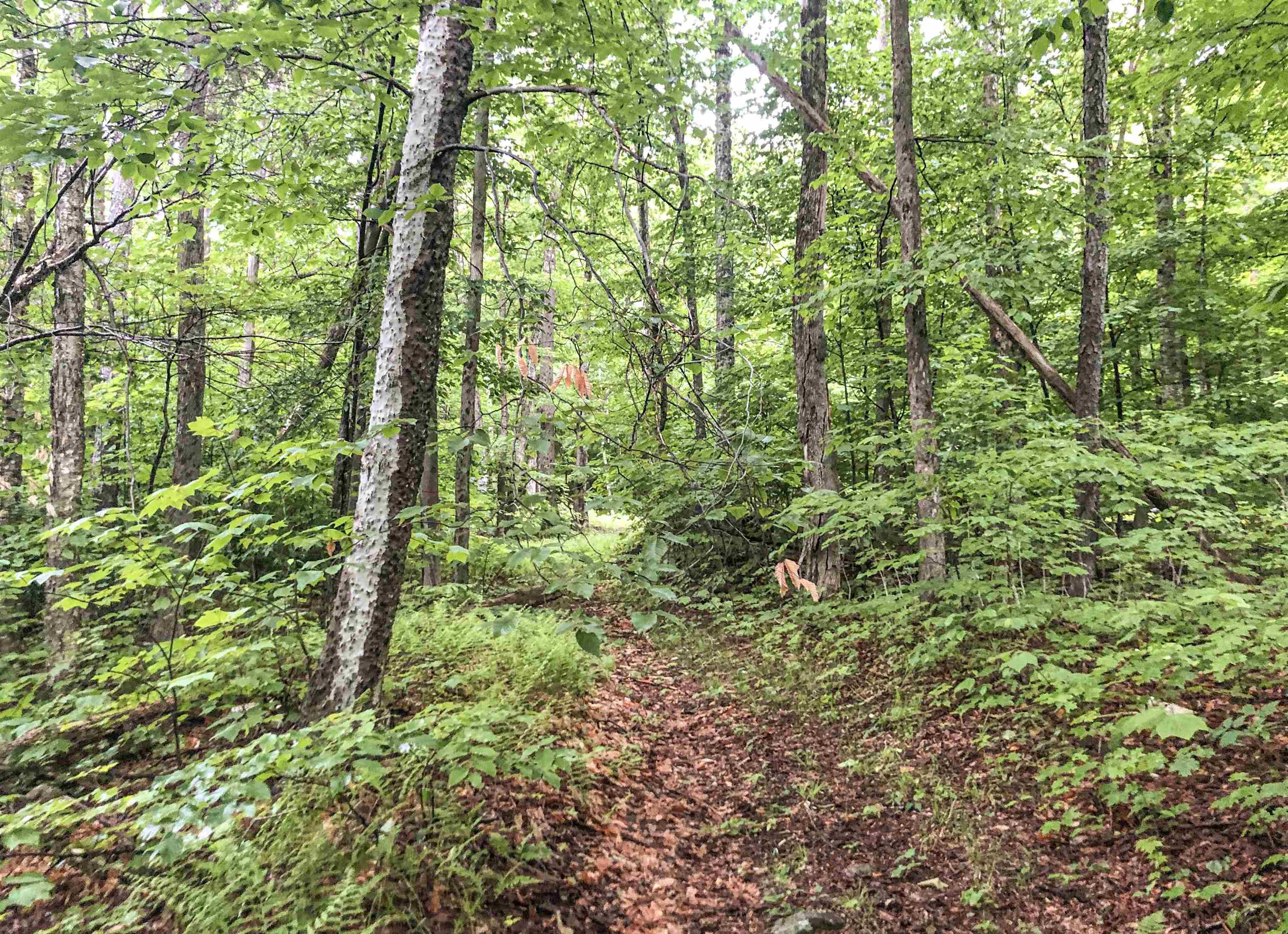 2493 North Branch Road Ripton, VT 05766 - Photo 17 of 22
