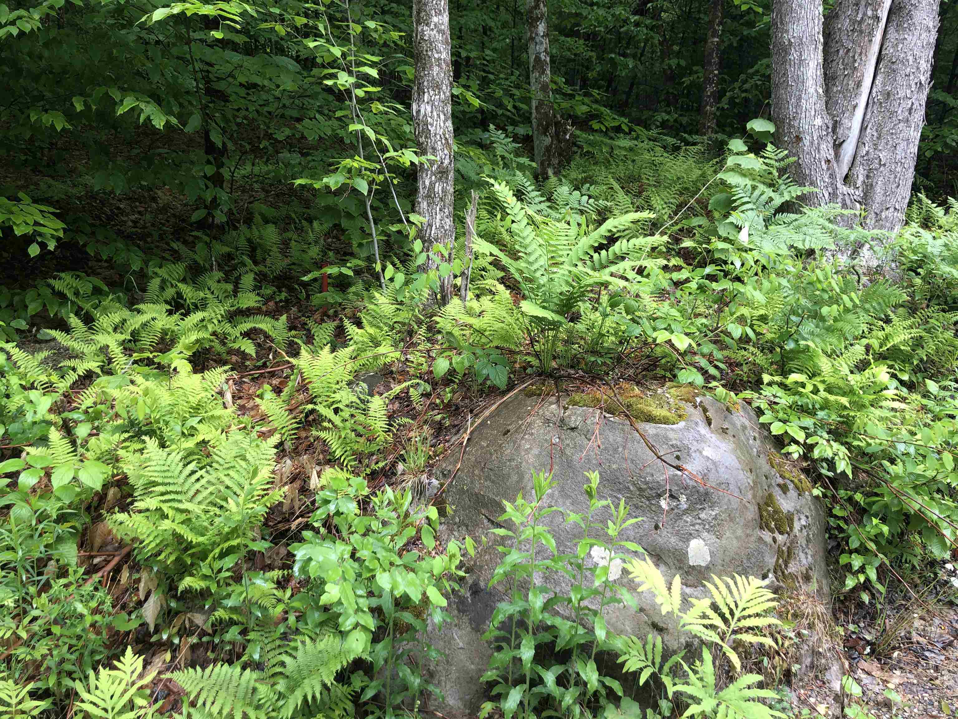 2493 North Branch Road Ripton, VT 05766 - Photo 20 of 22