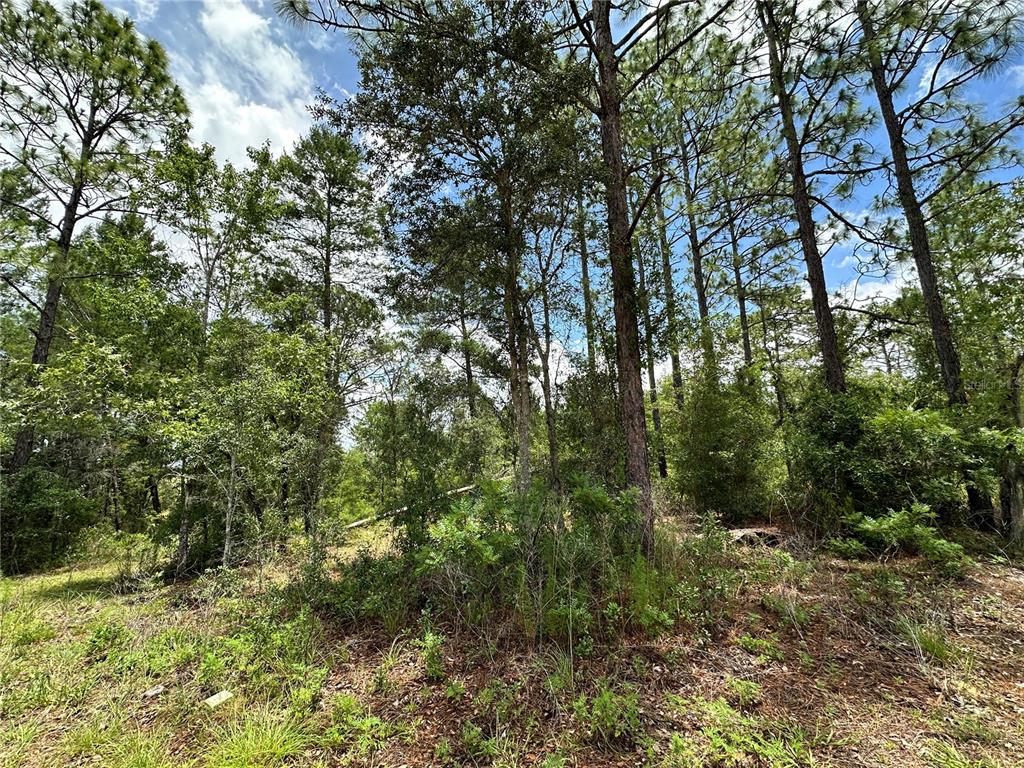 Tbd Northeast 69th Place Bronson, FL 32621 - Photo 11 of 12
