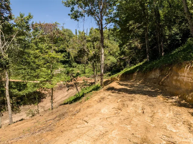 a view of a yard with a large tree