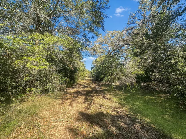 a view of a yard with trees