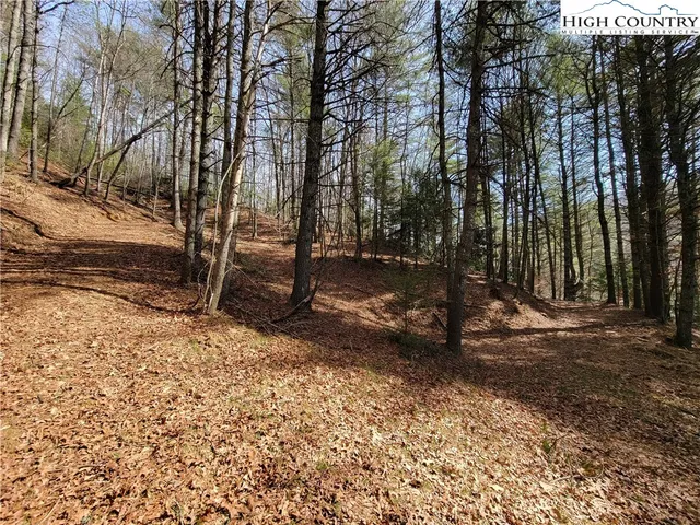 a view of a tree in the middle of a yard
