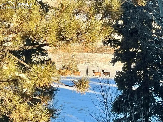 a view of a yard with plants and trees