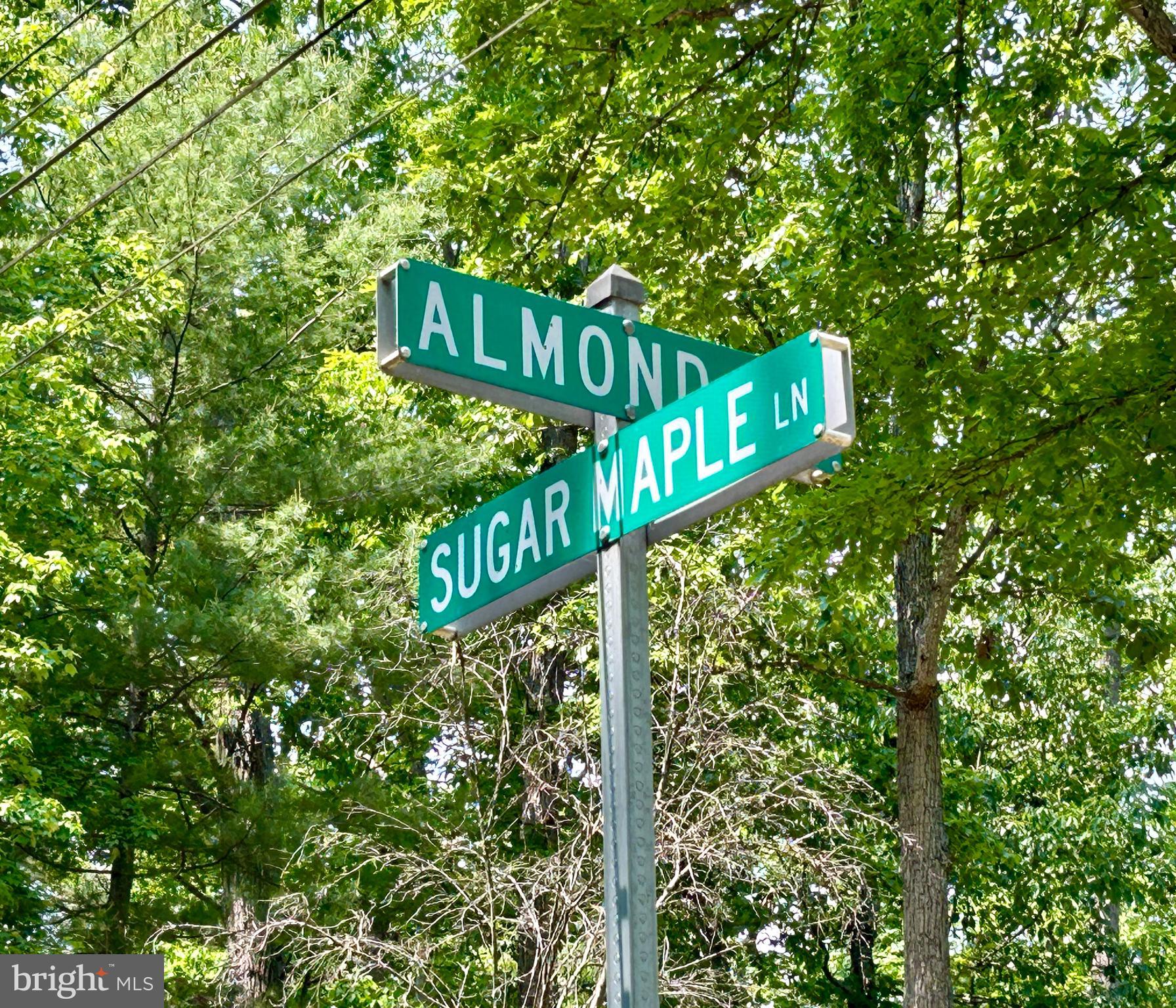a street sign in a tall tree