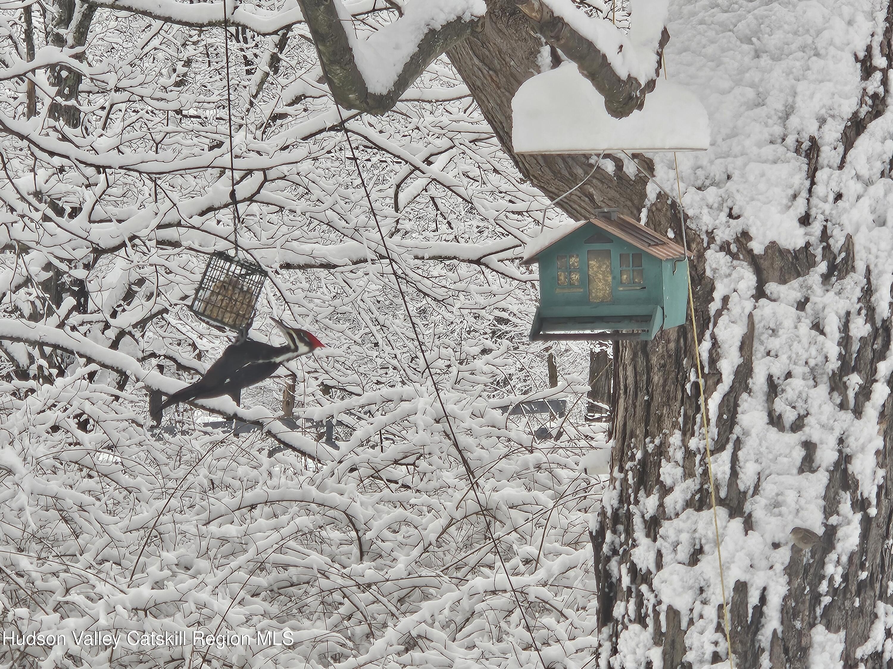 463 Cairo Junction Road Catskill, NY 12414 - Photo 13 of 46 Woodpecker