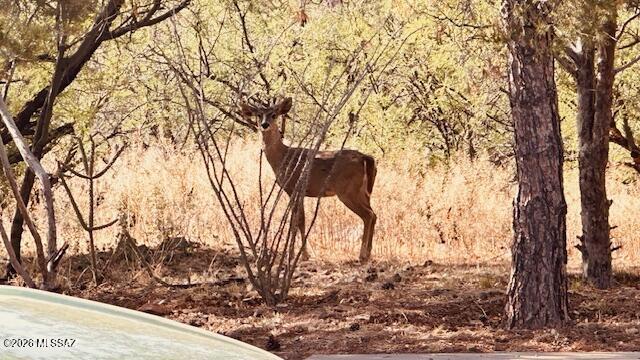 428 Camino Canoa Rio Rico, AZ 85648 - Photo 37 of 43 Wildlife