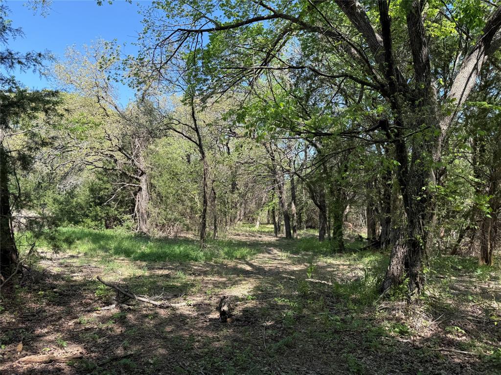 261 Catholic Cemetery Road Montague, TX 76251 - Photo 19 of 40 a big yard with lots of green space and deers