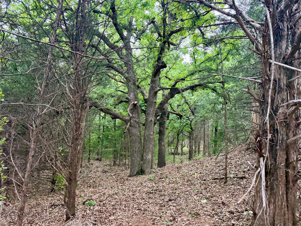 261 Catholic Cemetery Road Montague, TX 76251 - Photo 23 of 39 a view of a yard with plants and trees