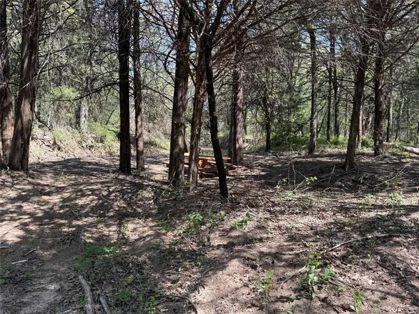 a view of a forest with trees in the background