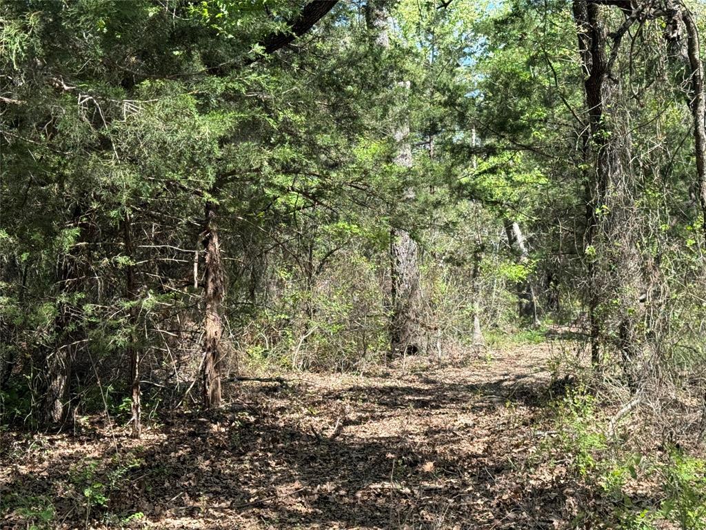 261 Catholic Cemetery Road Montague, TX 76251 - Photo 29 of 40 a view of a yard with a tree