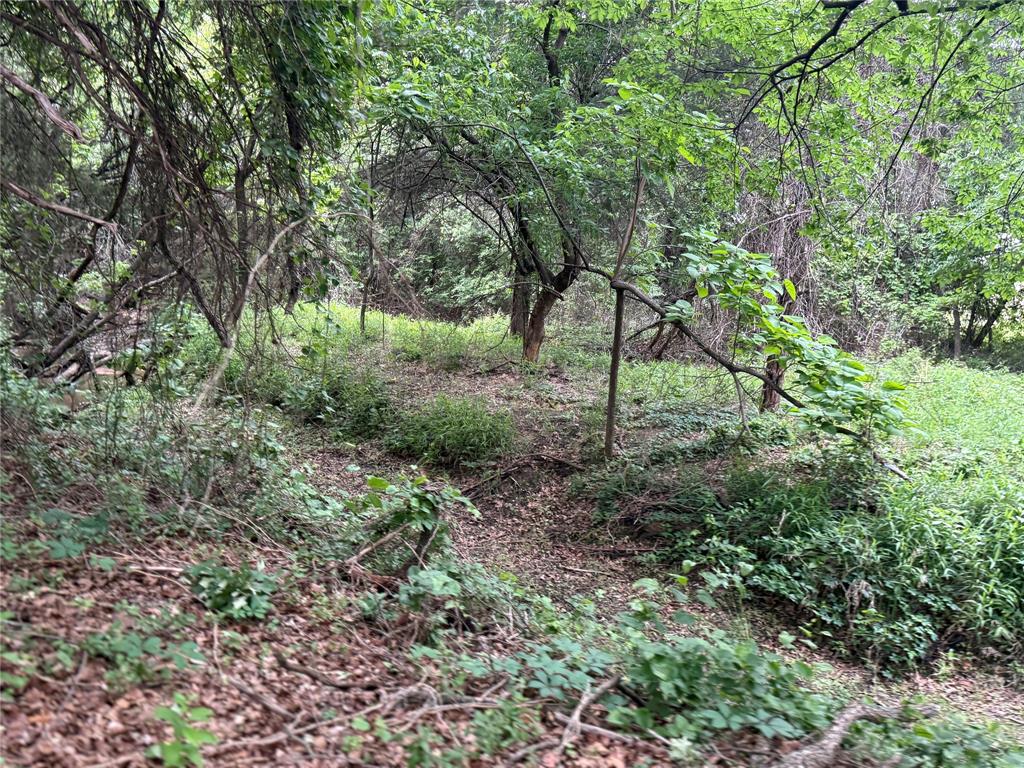 261 Catholic Cemetery Road Montague, TX 76251 - Photo 32 of 39 a view of a forest that has large trees
