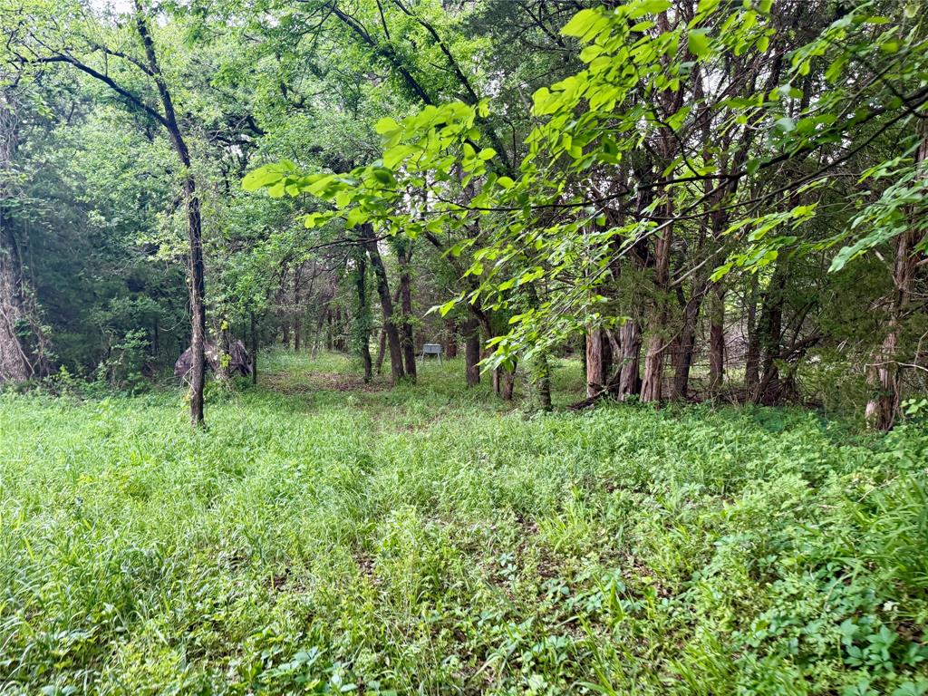 261 Catholic Cemetery Road Montague, TX 76251 - Photo 33 of 39 a view of a lush green forest