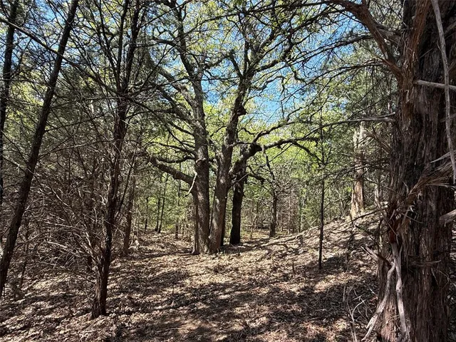 a view of a forest with trees