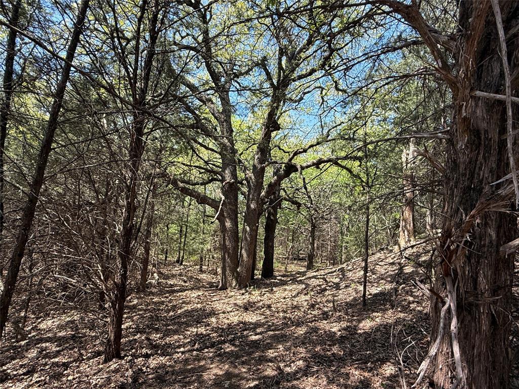 261 Catholic Cemetery Road Montague, TX 76251 - Photo 37 of 40 a view of a forest with trees