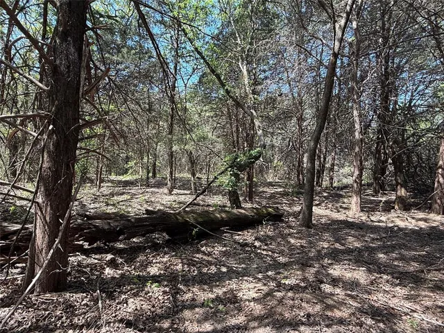 a view of a forest filled with trees