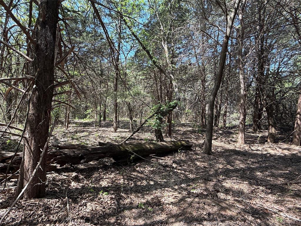 261 Catholic Cemetery Road Montague, TX 76251 - Photo 38 of 40 a view of a forest filled with trees
